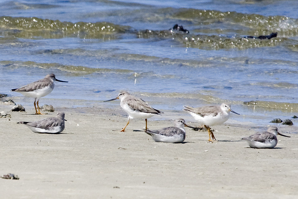 Terek Sandpiper (Xenus cinereus)